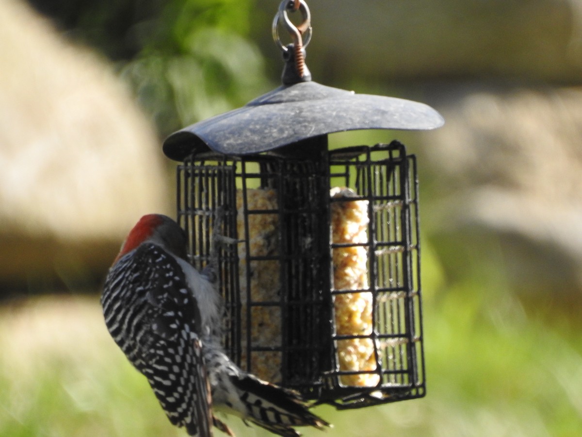 Red-bellied Woodpecker - ML635685538