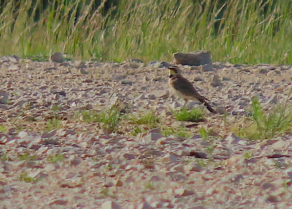 Horned Lark - ML635685759