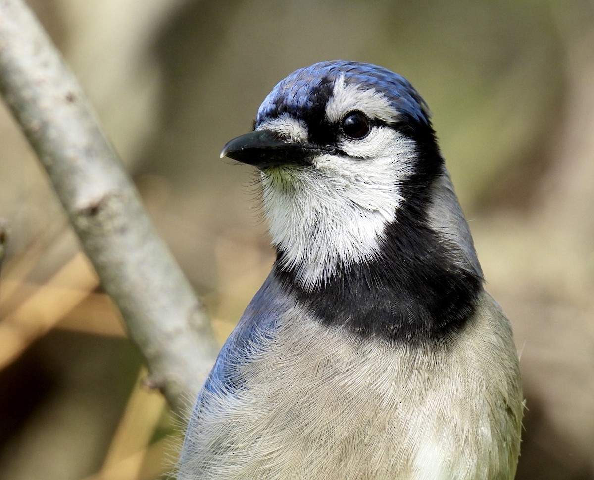 Blue Jay - ML635685766