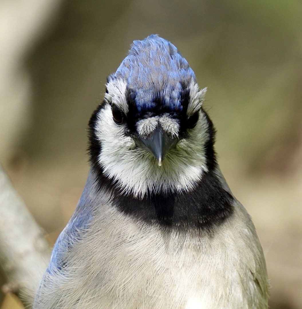 Blue Jay - ML635685767