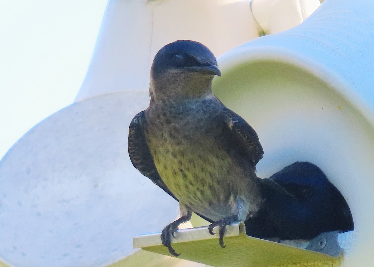Purple Martin - ML635685786