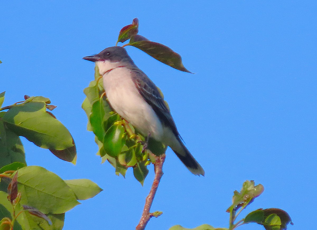 Eastern Kingbird - ML635685816