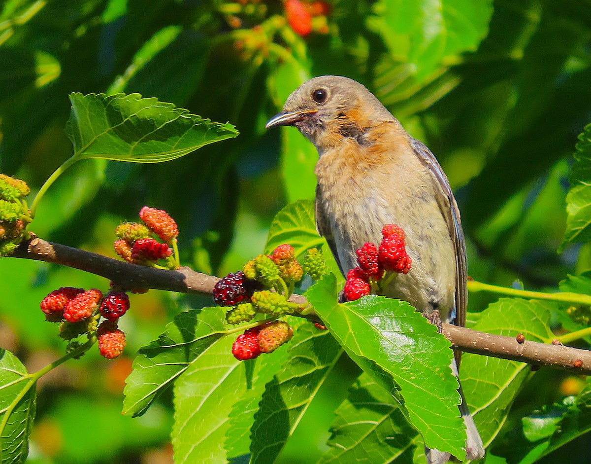 Eastern Bluebird - ML635685855