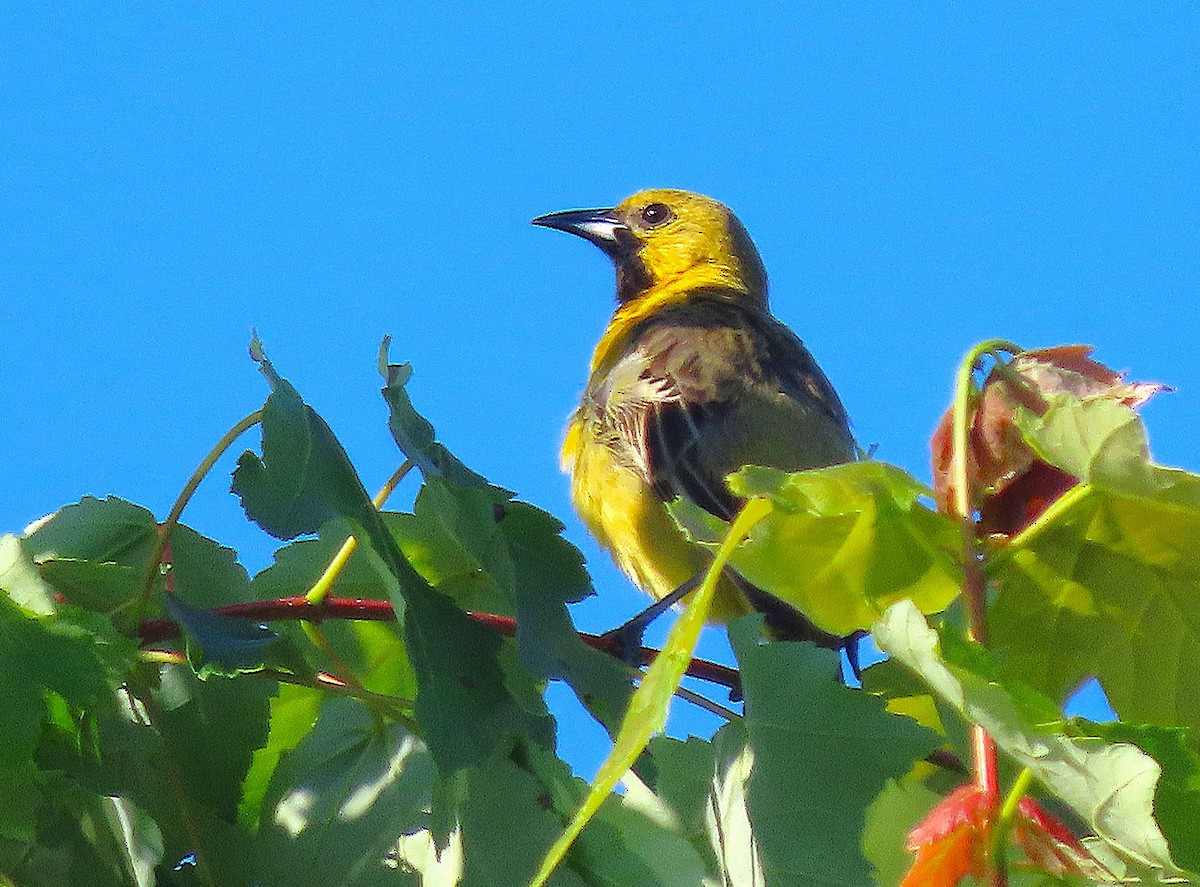 Orchard Oriole - ML635685880