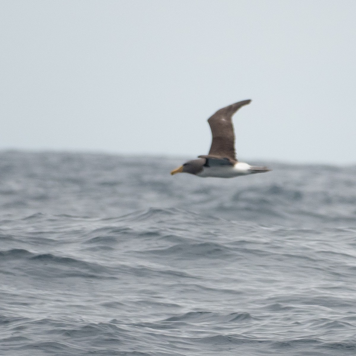 Chatham Albatross - ML635685908