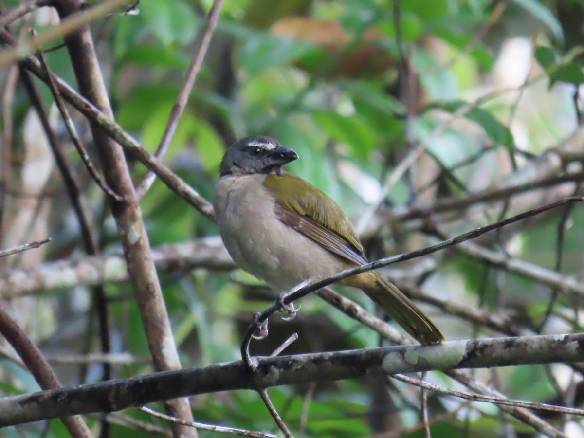 brunstrupesaltator - ML635686115