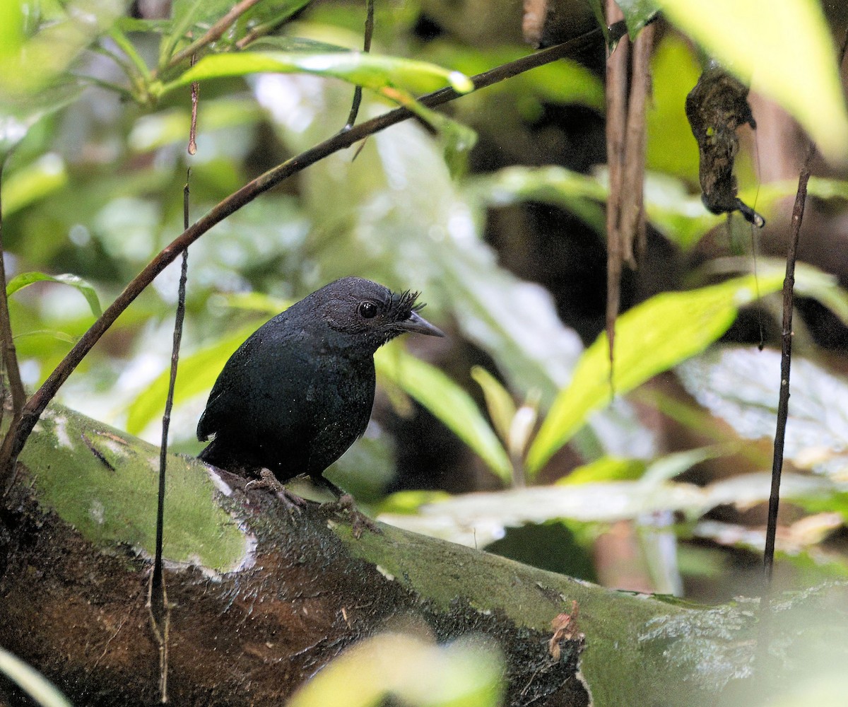 Slaty Bristlefront - ML635686204