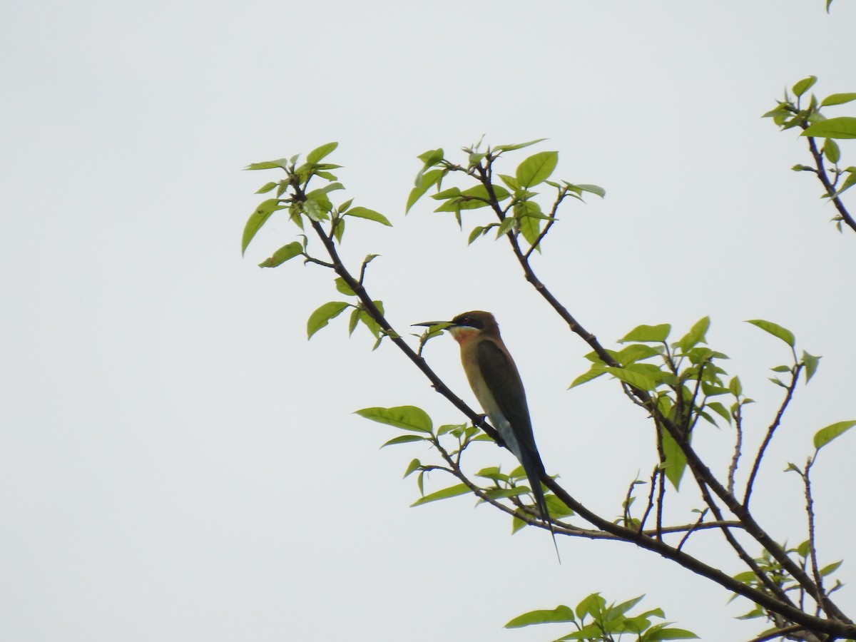 Blue-tailed Bee-eater - ML635686298