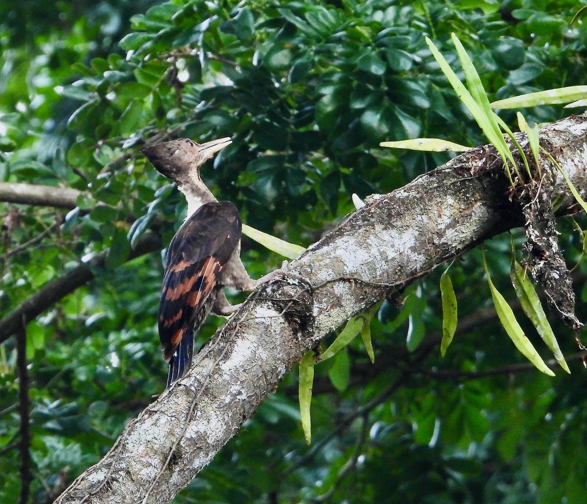 Orange-backed Woodpecker - ML635686314