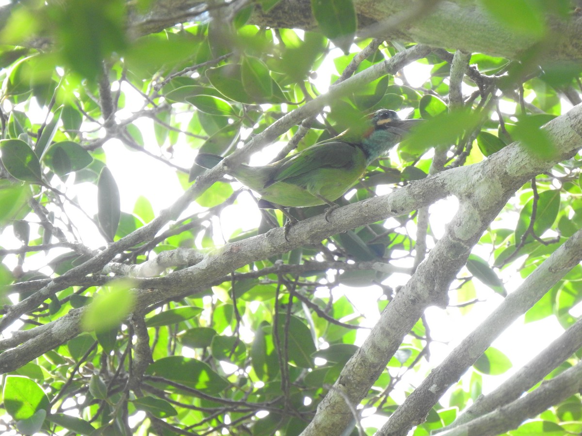 Blue-eared Barbet - ML635686316