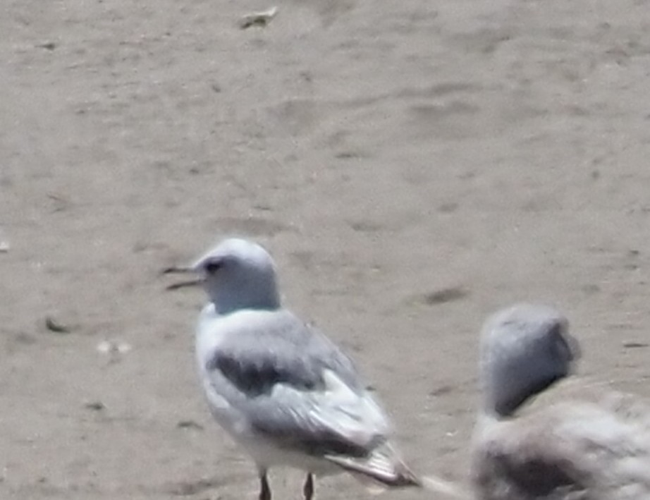 Short-billed Gull - ML635686334
