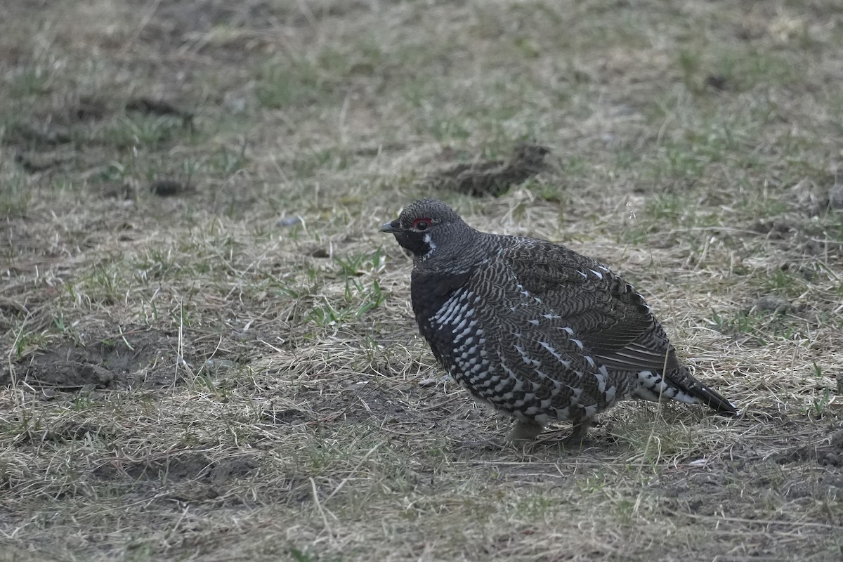 ハリモミライチョウ - ML635686344