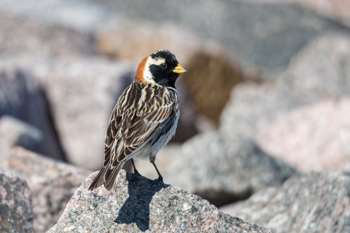 Подорожник лапландський - ML635686431