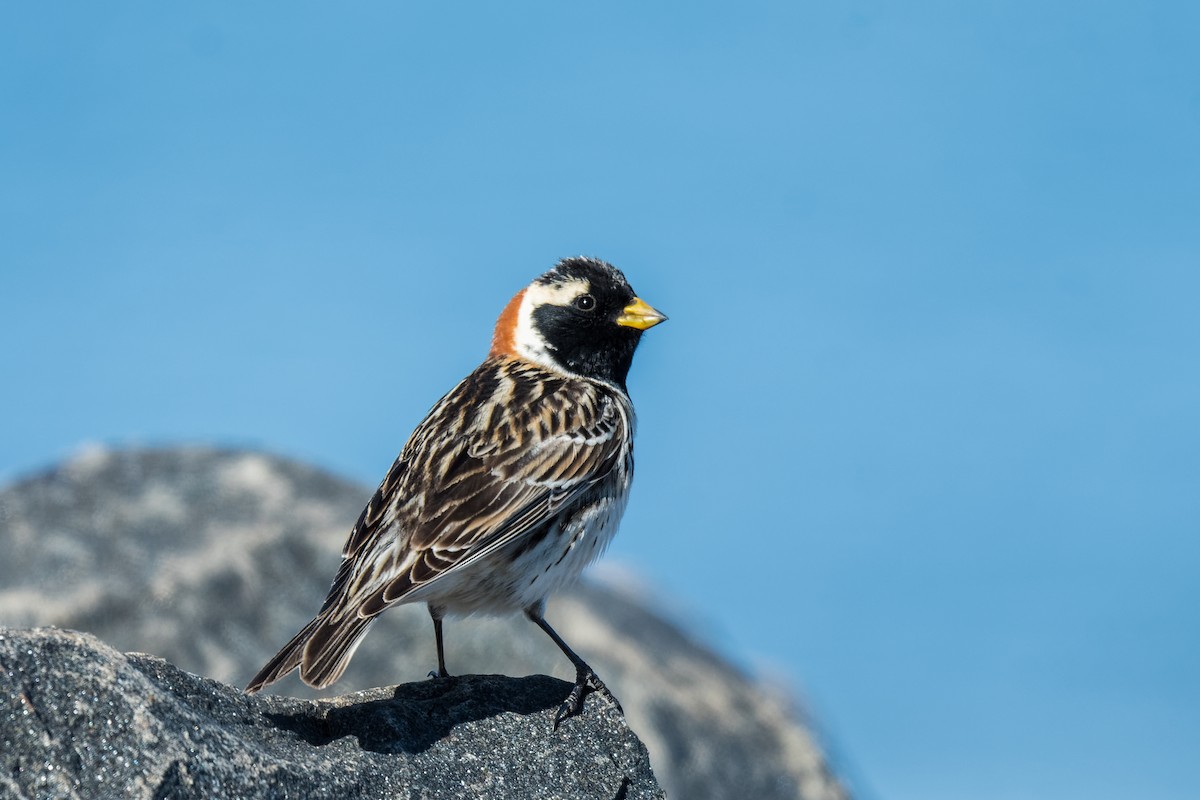 Подорожник лапландський - ML635686432