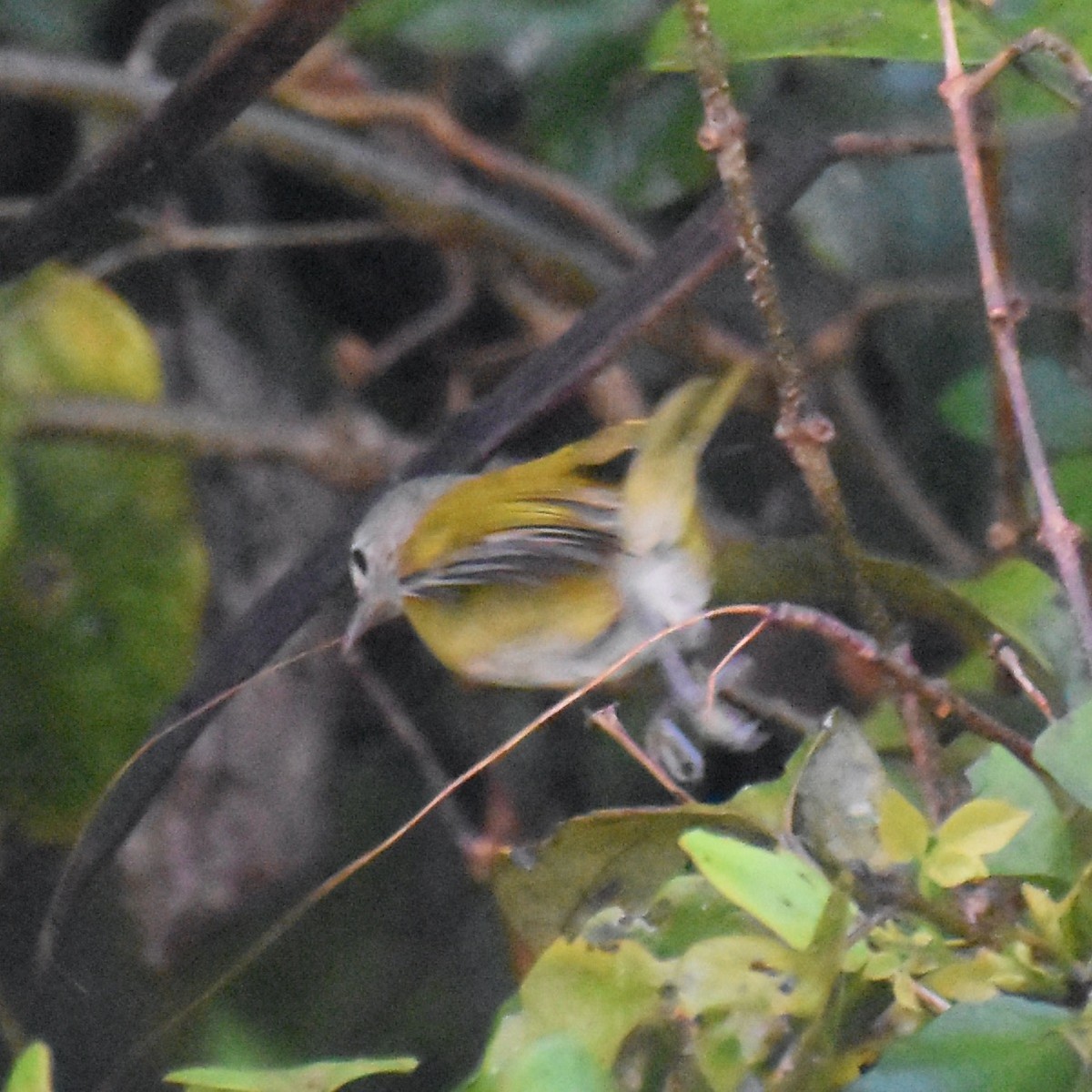 Lesser Greenlet - ML635686434