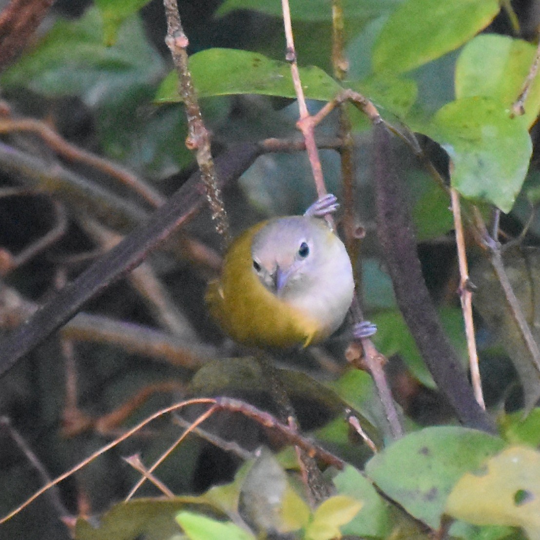 Lesser Greenlet - ML635686435