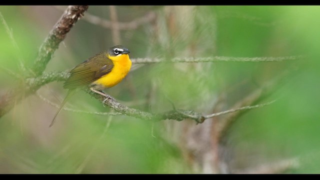 Yellow-breasted Chat - ML635686455