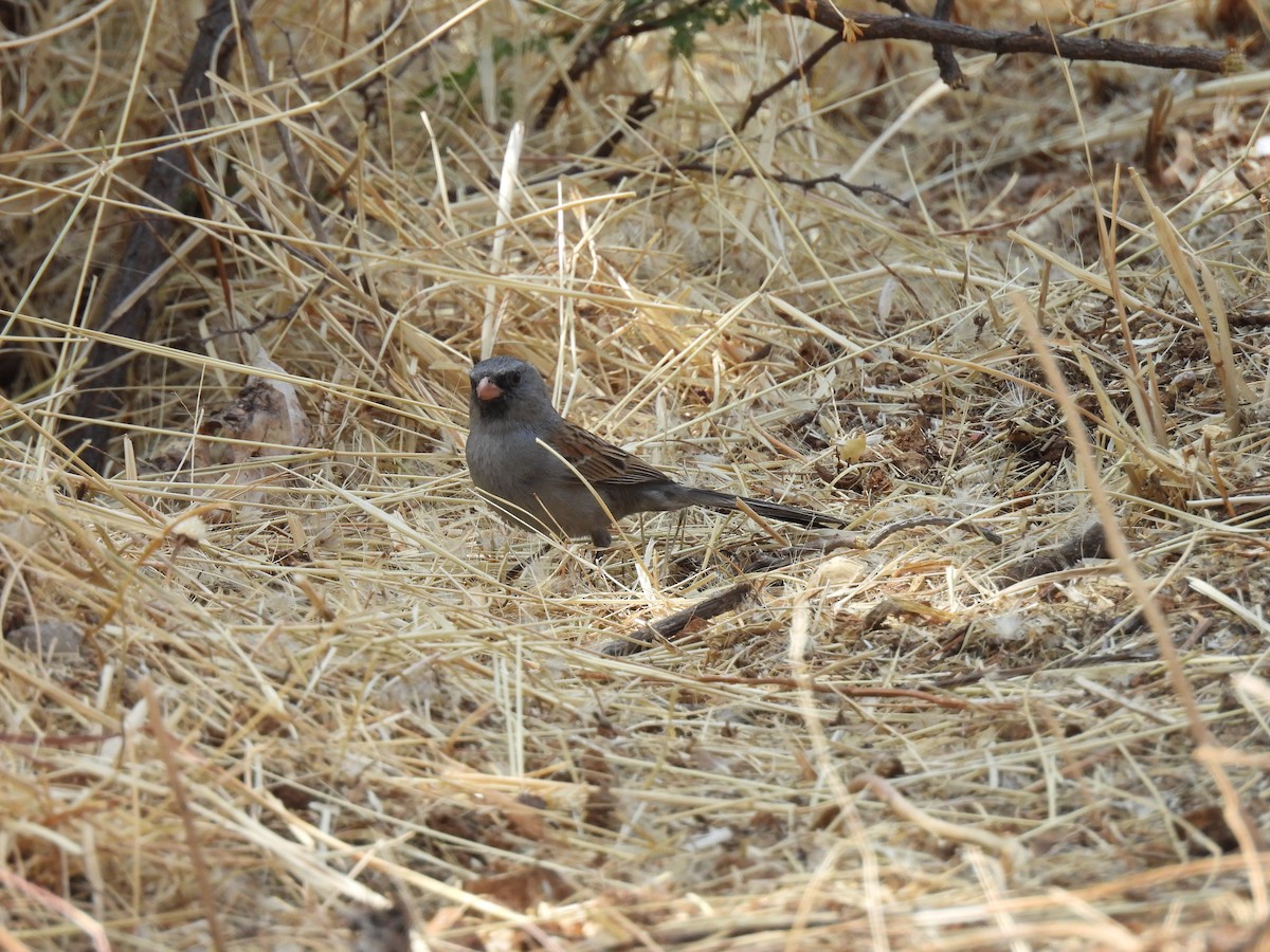 Black-chinned Sparrow - ML635686457