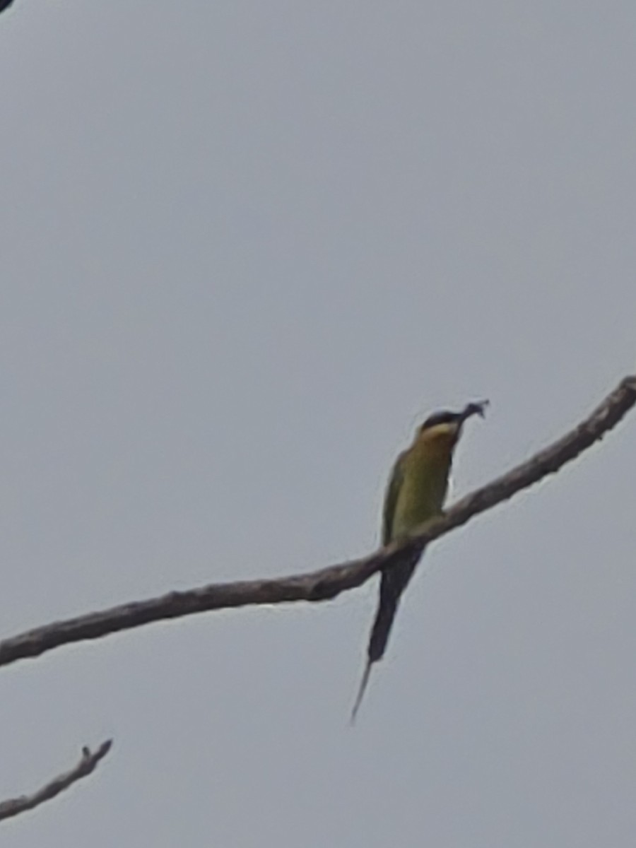 Blue-tailed Bee-eater - ML635686476