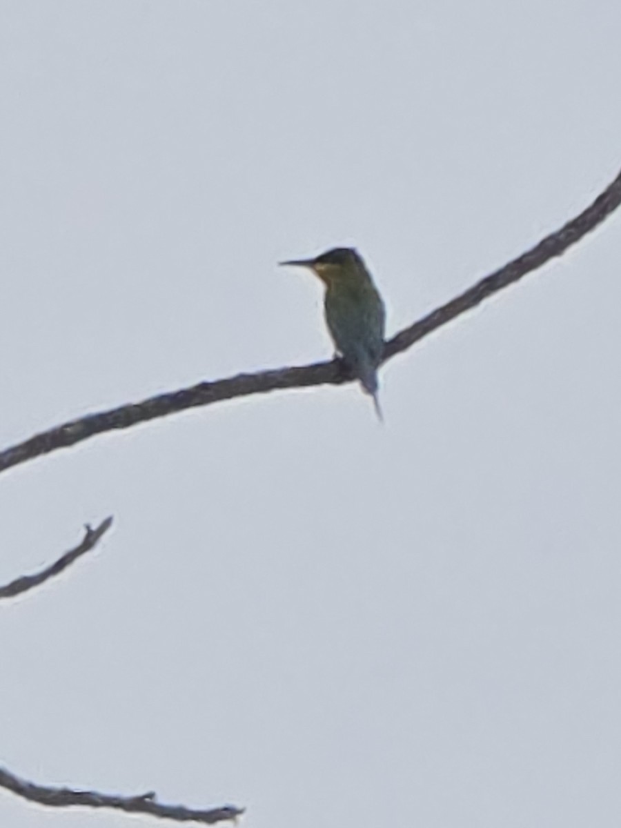 Blue-tailed Bee-eater - ML635686478