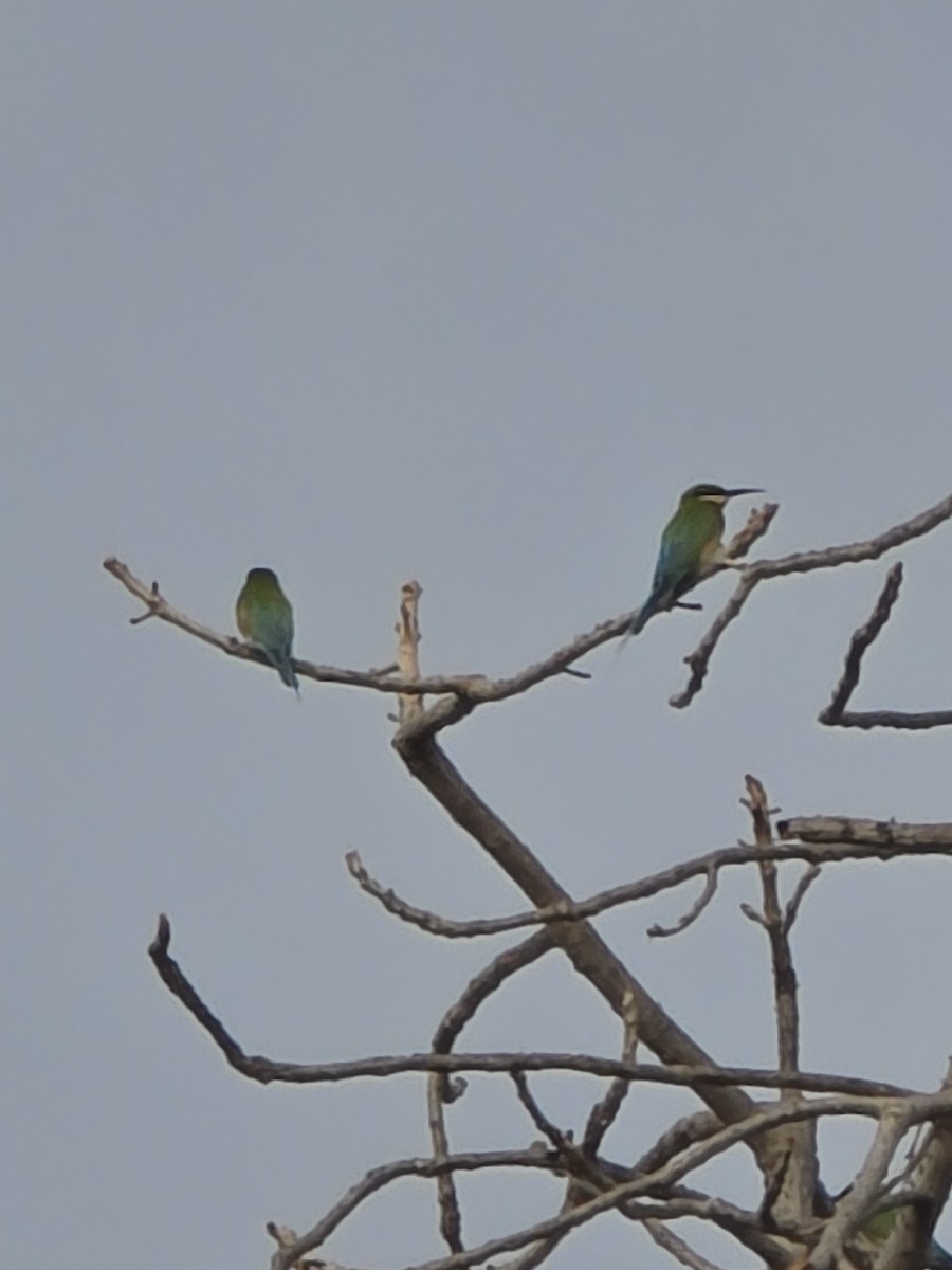 Blue-tailed Bee-eater - ML635686479
