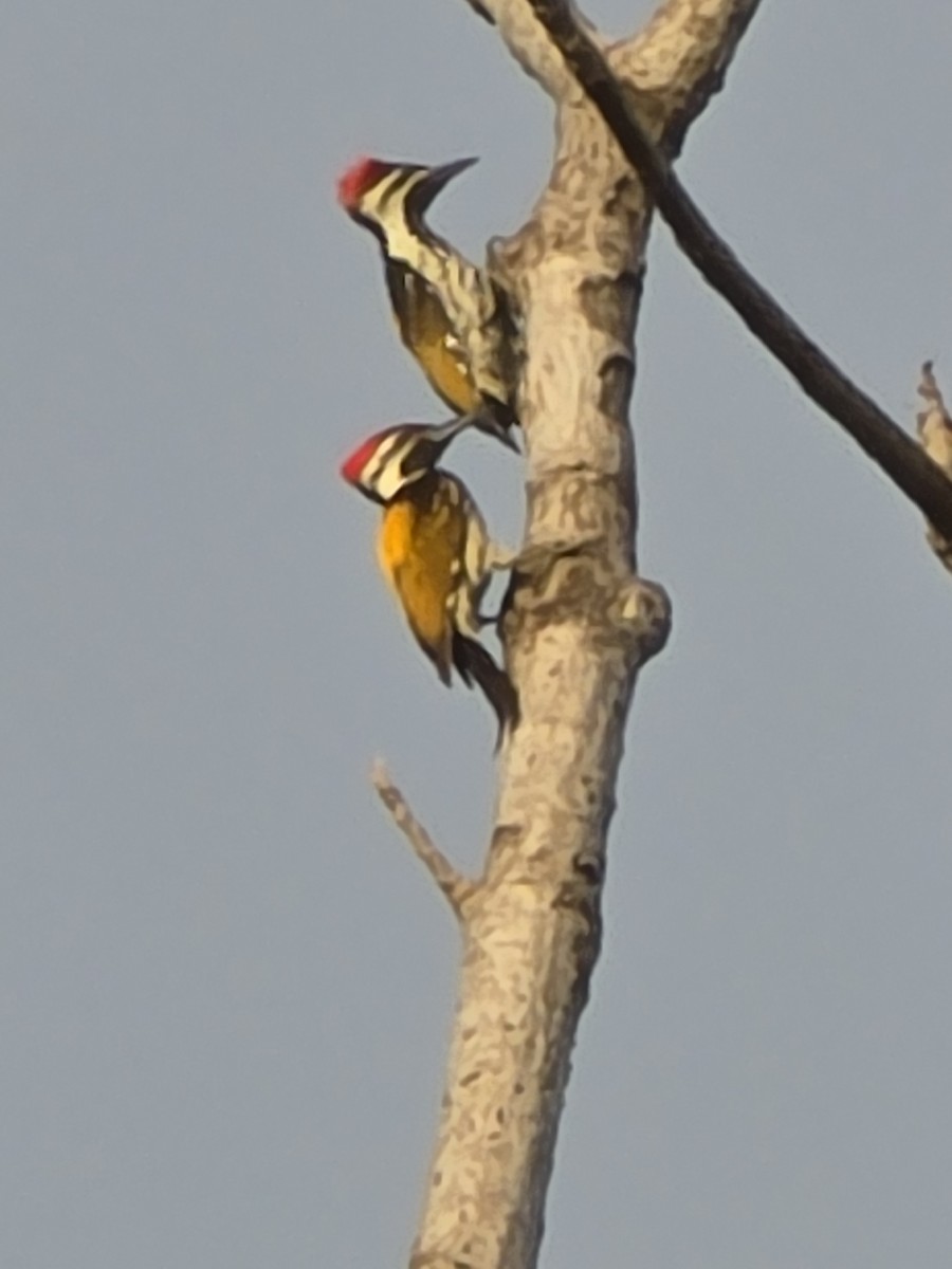 Black-rumped Flameback - ML635686483