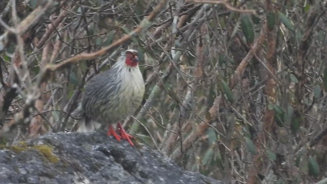 Blood Pheasant - ML635686521