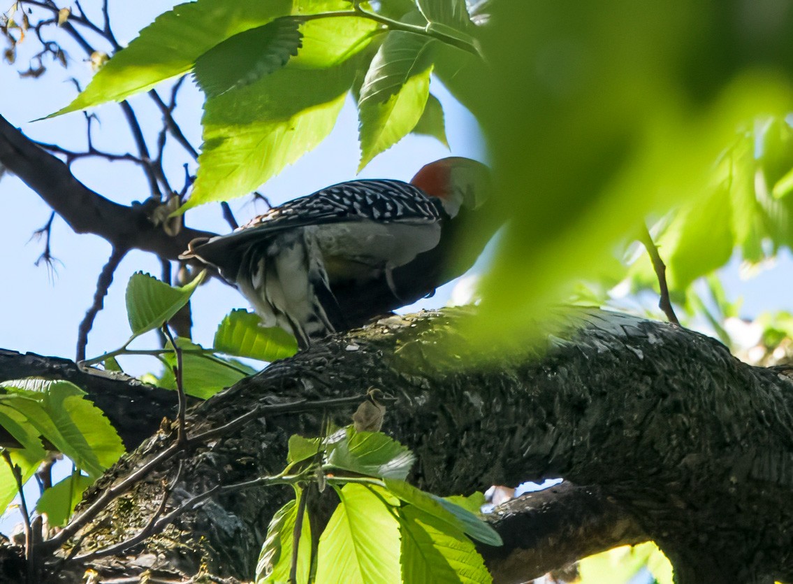 Red-bellied Woodpecker - ML635686552