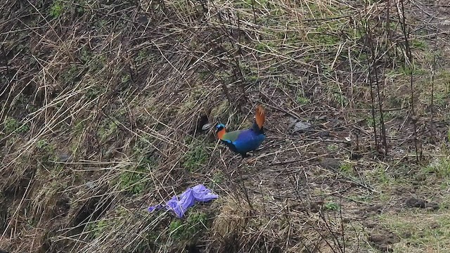 Himalayan Monal - ML635686553