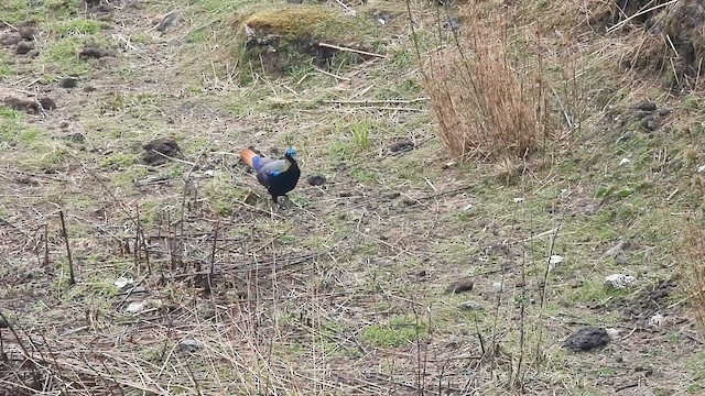 Himalayan Monal - ML635686555