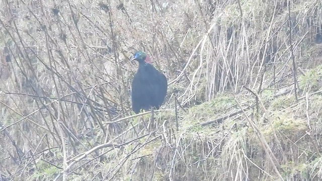 Himalayan Monal - ML635686558