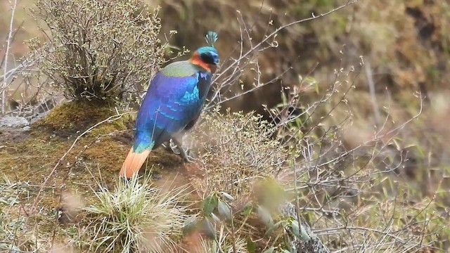 Himalayan Monal - ML635686559