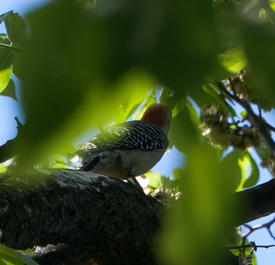 Red-bellied Woodpecker - ML635686629