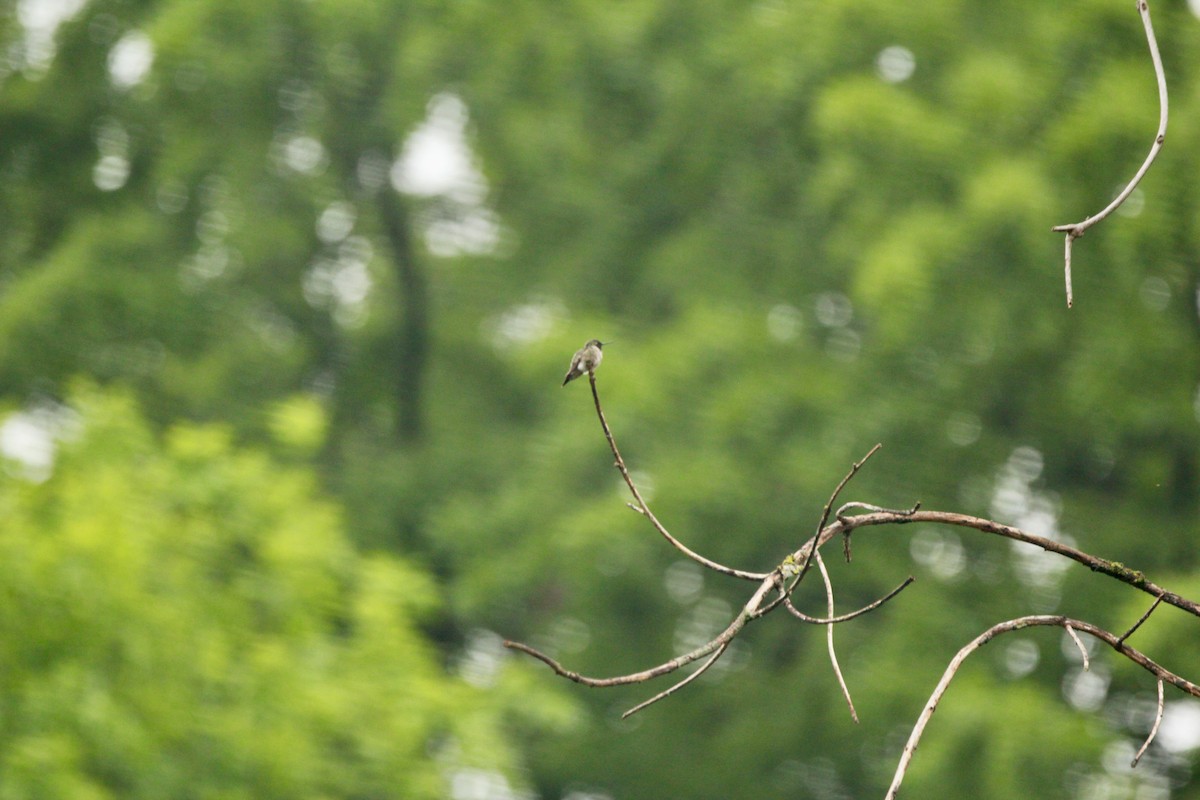 kalypta rubínohrdlá - ML635686668