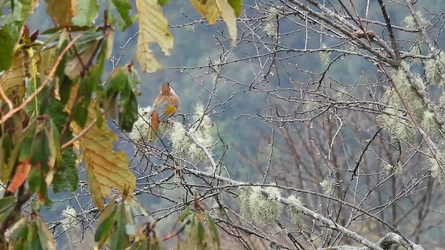 Black-faced Laughingthrush - ML635686673