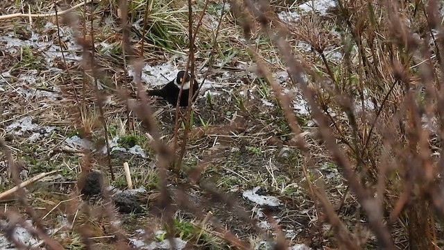 White-collared Blackbird - ML635686691
