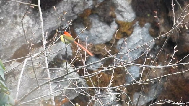 Fire-tailed Sunbird - ML635686726