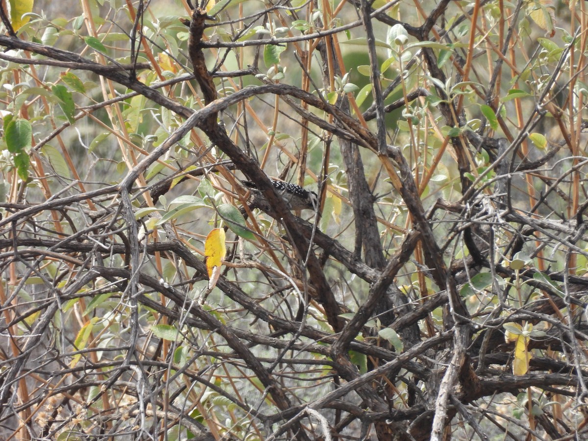 Ladder-backed Woodpecker - ML635686767