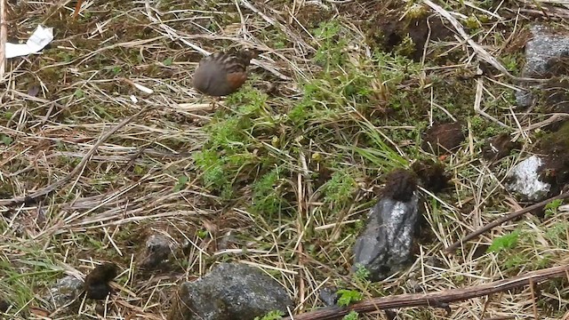 Alpine Accentor - ML635686773