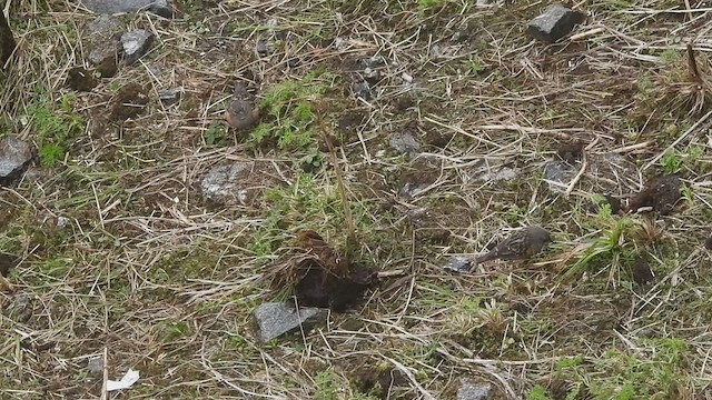 Alpine Accentor - ML635686774