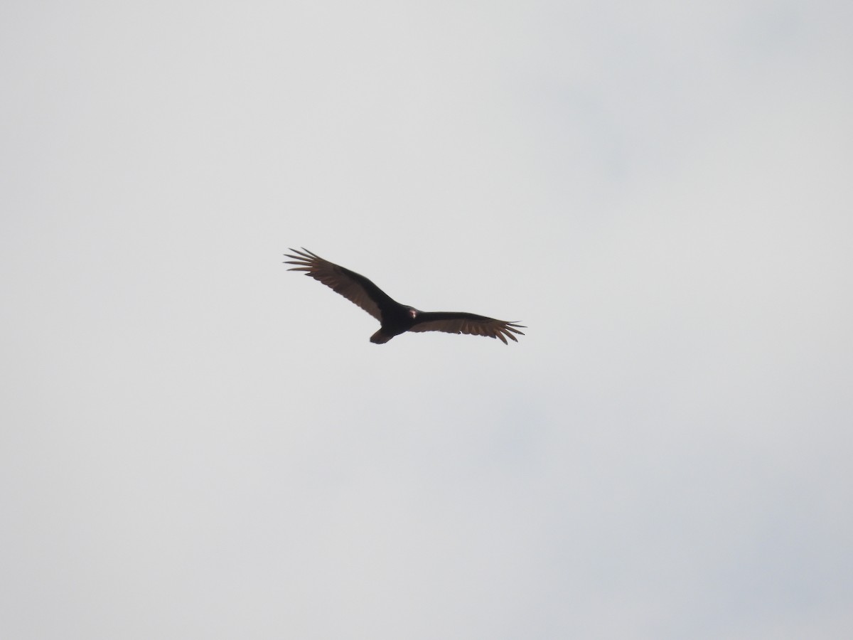 Turkey Vulture - ML635686777