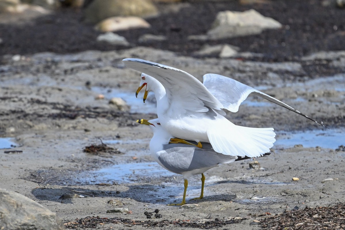 Ring-billed Gull - ML635686811