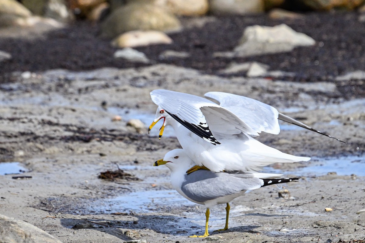 Ring-billed Gull - ML635686812