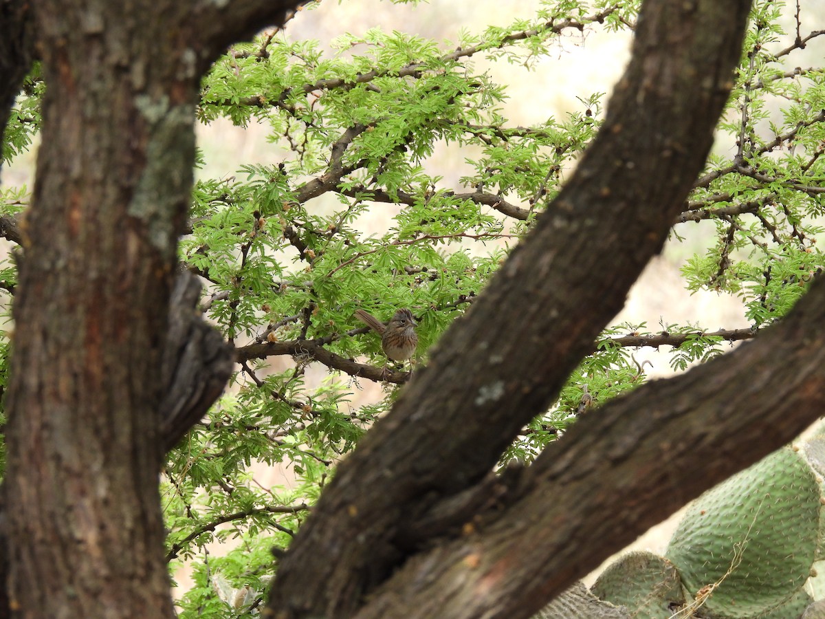 Lincoln's Sparrow - ML635686814