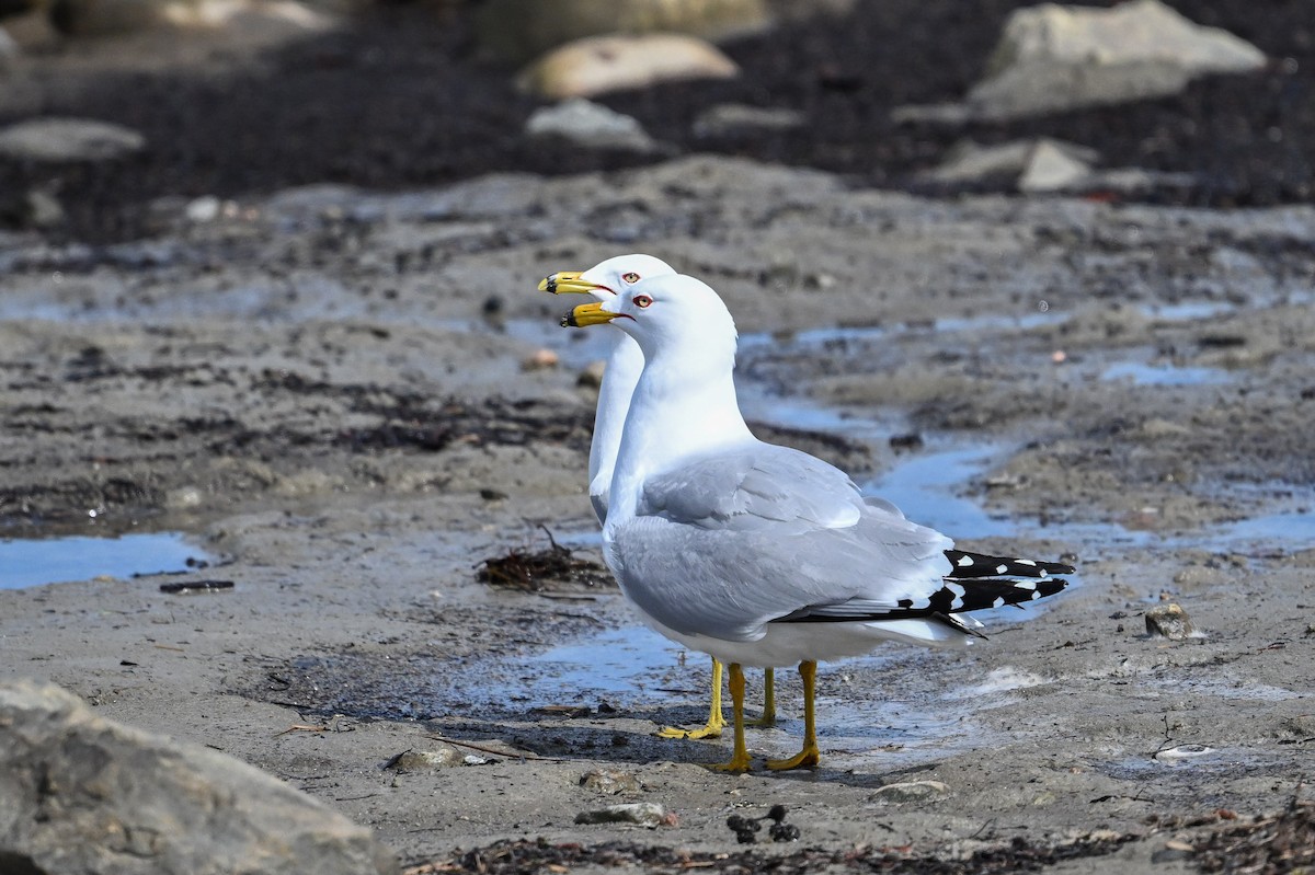 Ring-billed Gull - ML635686820