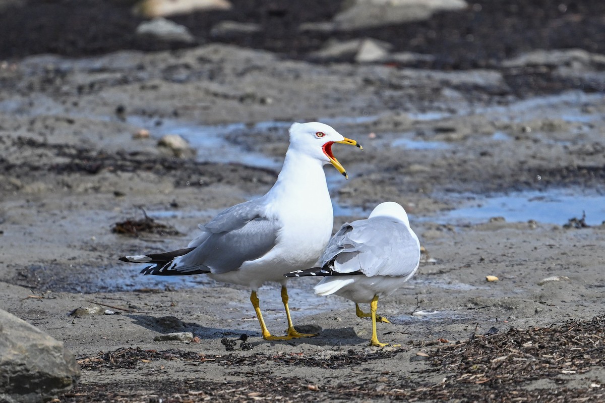 Ring-billed Gull - ML635686823