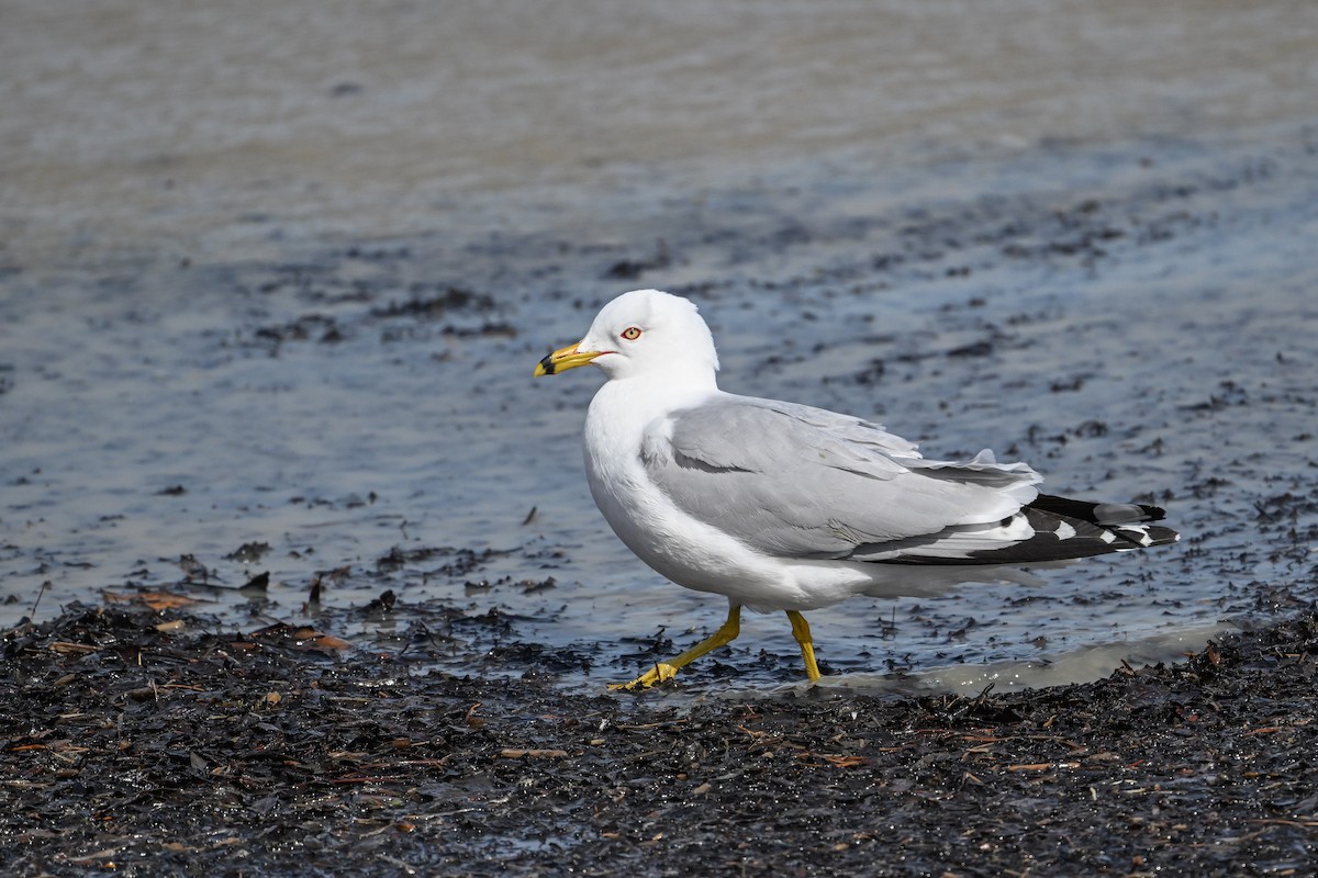 Ring-billed Gull - ML635686827