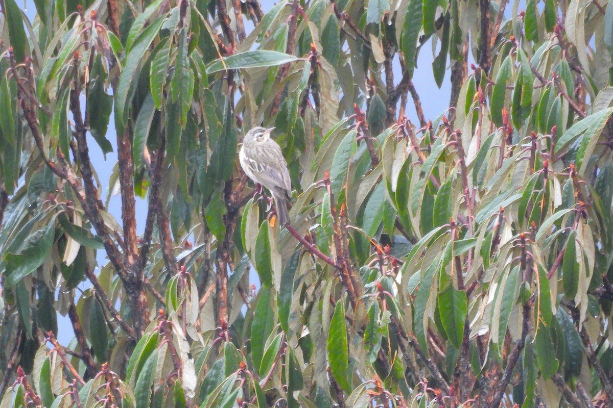 Rosy Pipit - ML635686829