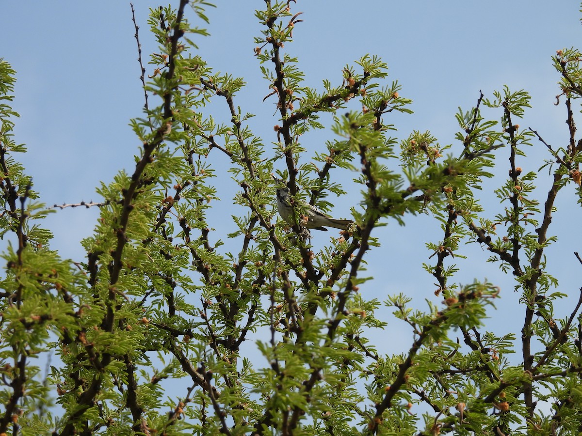 Black-throated Gray Warbler - ML635686832