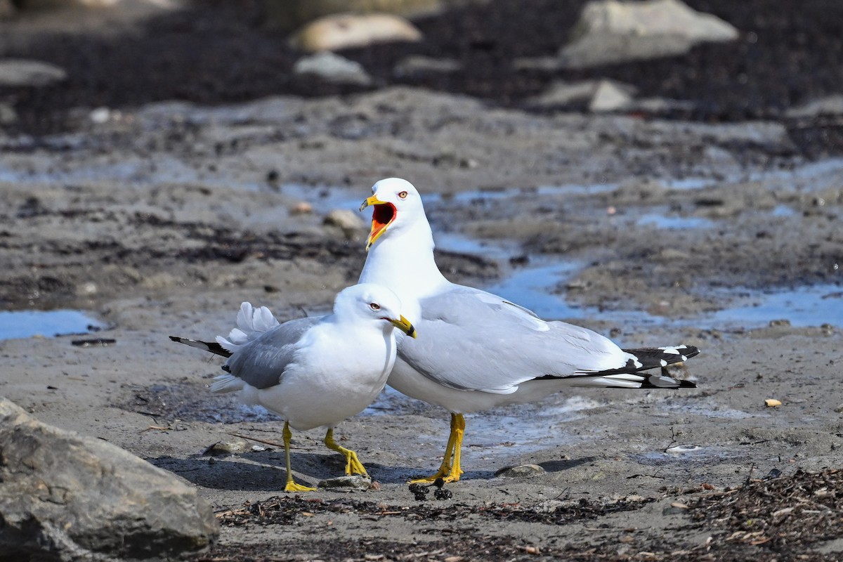 Ring-billed Gull - ML635686834